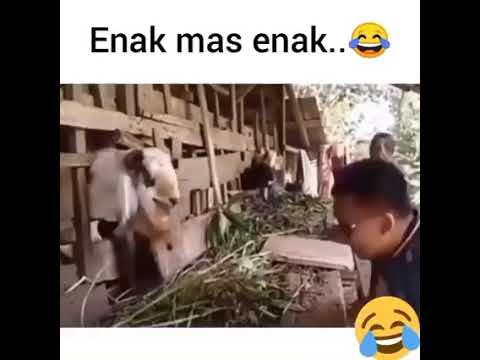 Enak mas ##funnyvideo #lucu #kambing