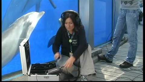 Escuchando a los delfines. Oceanogràfic