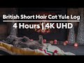 British Short Hair Cat Yule Log (4K) - 4 Hours | Rover.com