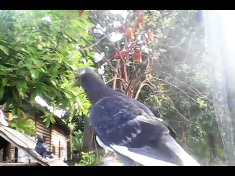 Burung Merpati Megan Copret Youtube