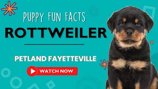 Everything you need to know about Rottweiler puppies! by Petland Fayetteville 3 views 9 months ago 34 seconds