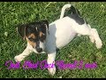 Indi 🐶 chiot Jack Russell Terrier - 2 mois