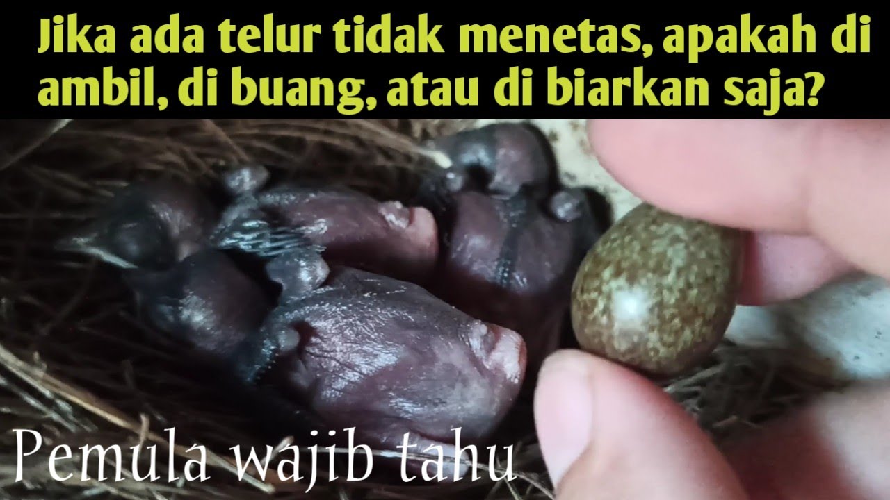 Tips jika ada telur tidak menetas❗apakah harus di ambil❓di buang❓atau di biarkan saja❓apa penyebab❓