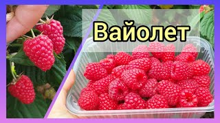 ВАЙОЛЕТ