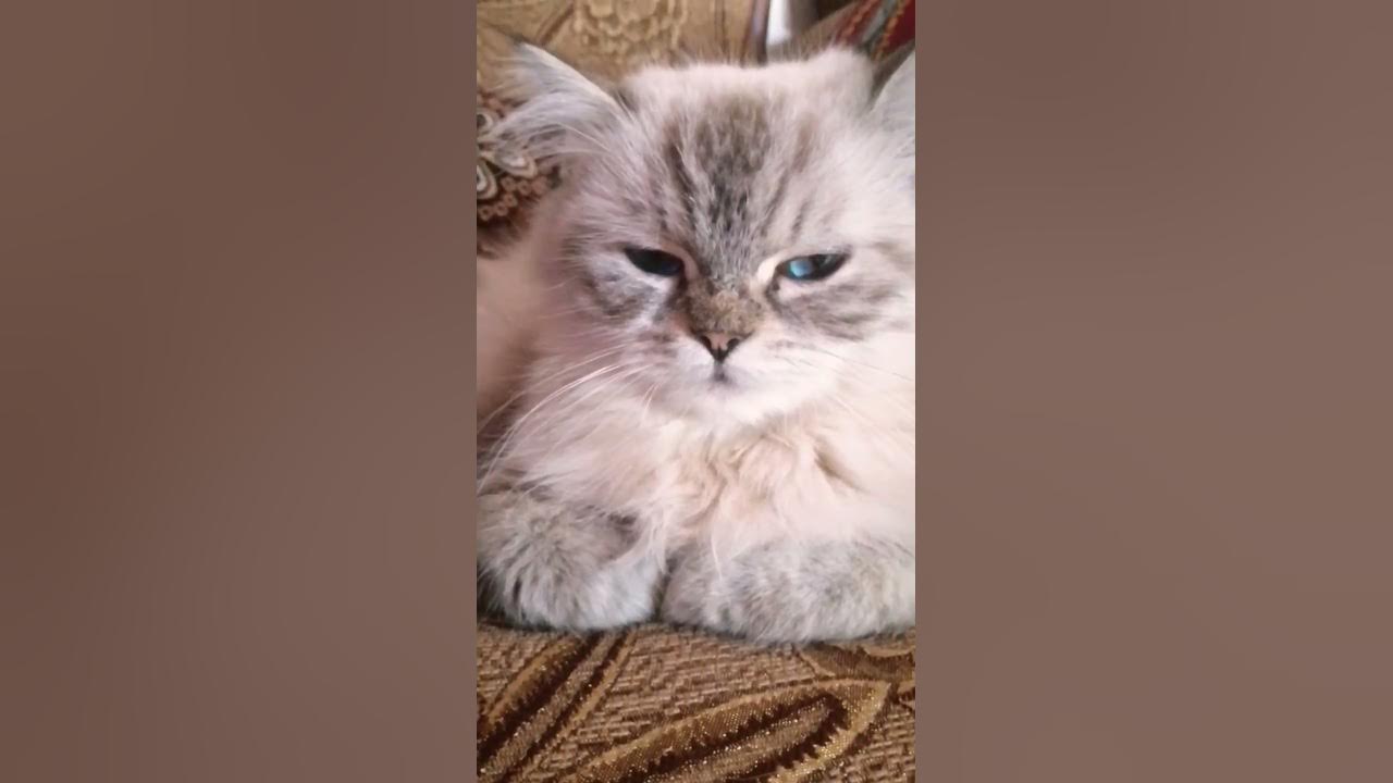 НАГЛАЯ МОРДА - YouTube