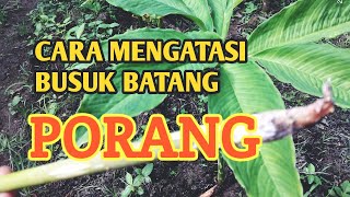 Cara Mengatasi Busuk Batang || Jamur Porang #obatjamur #naturalglio