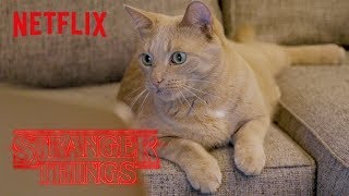 Netflix Employees' Cats React: Stranger Things | Digital Exclusive | Netflix