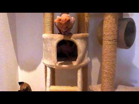 No.108 Sphynx cat Noong hiding - Sphynx Noong versteckt sich vor Aroom Nr.108