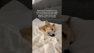Can I be a spoiled dog in my next life? #corgi #doglife #dogbed