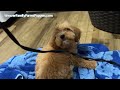 Cute cavapoo puppy gets blow dried  weaver family farms puppies