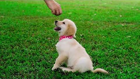 [Embedded Controller] LAB#9 Line Tracing RC Car (GH_AN)