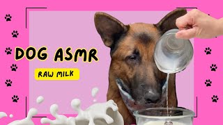 German Shepherd ASMR: Satisfying Sounds of Our Dog Drinking Milk by Meet the Chows 1,271 views 4 months ago 1 minute, 7 seconds