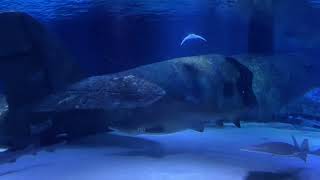 Огромная акула в океанариуме Анталии. a shark in the Antalya Oceanarium