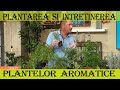 Cum sati intreti corect plantele aromatice  marin constantin