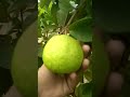 Peru farmers