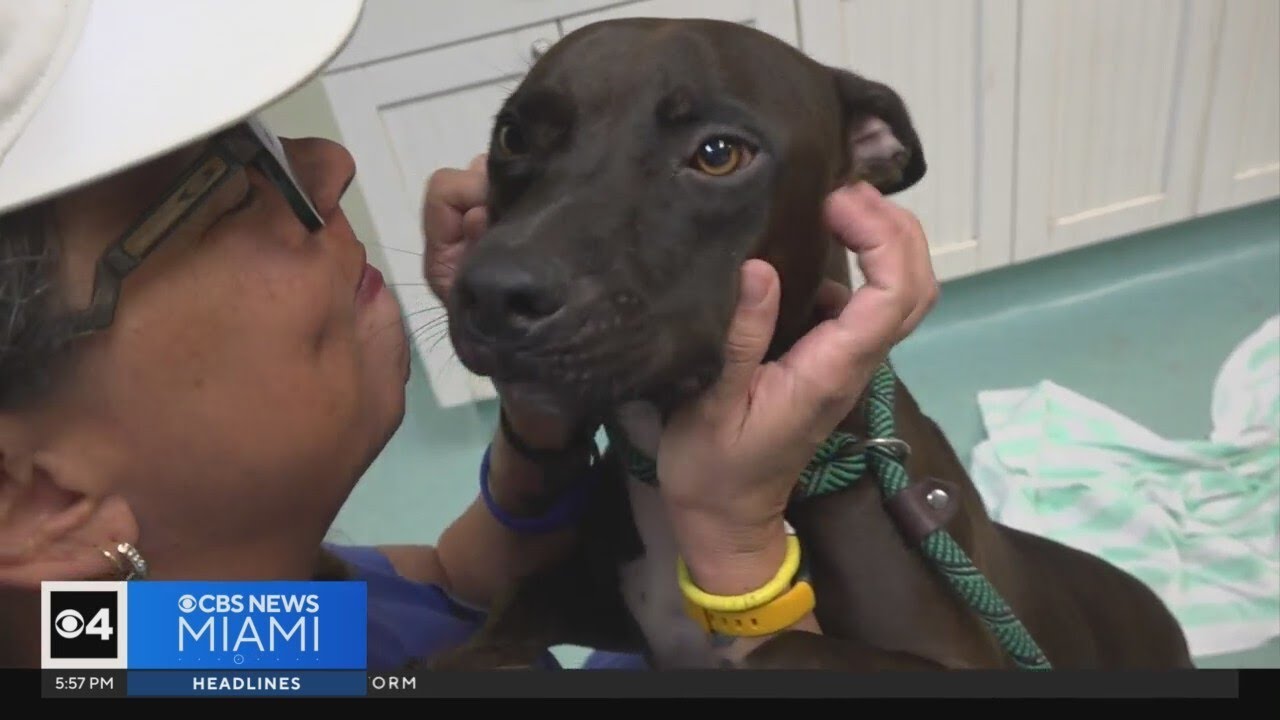 Animals rescued from shelters where Hurricane Helene in path - YouTube