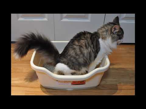 Video: Testis Berukuran Kecil Pada Kucing