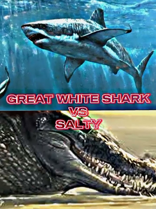 Great white shark vs Saltwater crocodile - YouTube