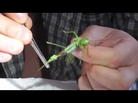 Видео: Паразитите контролират ли насекомите или хората?