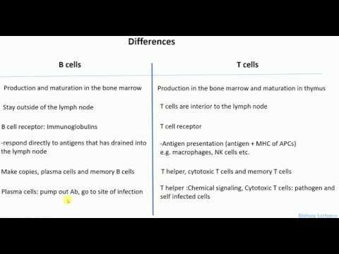 Differences between B cells and T cells  | B cells vs T cells | What are B cells and T cells |