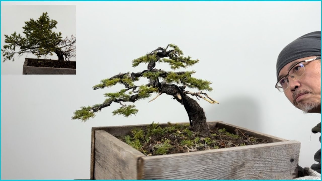 Small spruce yamadori turned into beautiful shohin bonsai用山採雲杉做出小品盆栽