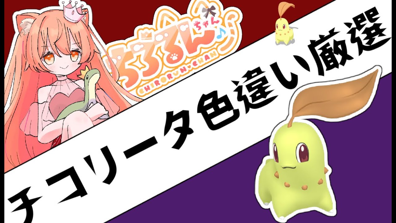配布もあるかも？ZAに備えて色違いチコリータ厳選しよ！(o・ω-人