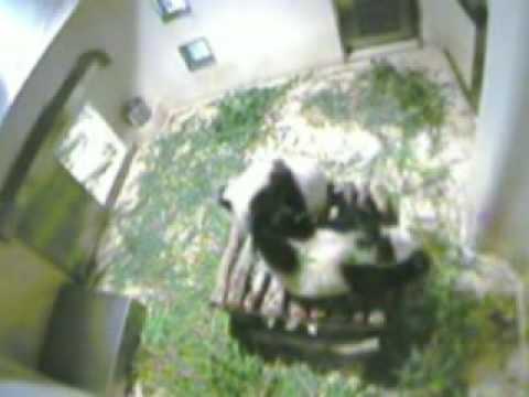 Pandas Ying Ying And Le Le Make Themselves At Home