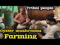 Oyster mushroom farming in Tribal village ||#maheshdesu #oystermushrooms #oystermushroomtribalvillag