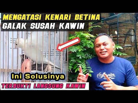 Video: Penuaian Kenari Hitam - Bagaimana Anda Menuai Kenari Hitam