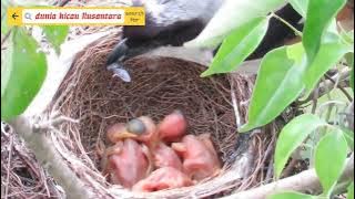 burung cendet meloloh anaknya di alam liar