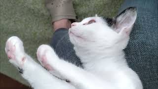 Bobtail Cat Faby Loves Being Tickled  Japanese Bobtail Cat