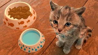 Приключение крошки котенка. Смешные наряды на вечеринку к друзьям Приключение крошки котенка. Смешные наряды на вечеринку к друзьям