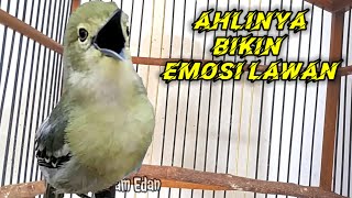 Masteran Sirtu/Cipoh paling gacor,di jamin Ampuh untuk memancing emosi lawan.