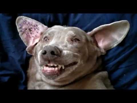 You Must Love Dogs Dating - Dating Tips - Online Dating Usernames & Profiles from YouTube · Duration: 1 minutes 28 seconds You Must Love Dogs Dating - Dating Tips - Online Dating Usernames & Profiles from YouTube · Duration: 1 minutes 28 seconds