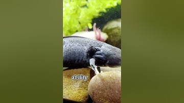 Axolotl || Facts Animal #axolotl  #animals #animalfacts #animalshorts #nature  #wildlifeanimals