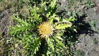 Andorra i Ordino , 2004 - 1940