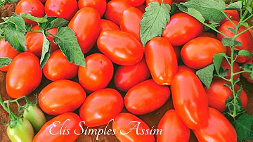 Como conservar l os tomates frescos?
