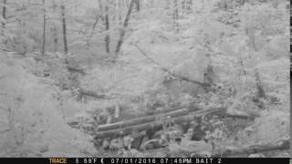Bear Site 2 20160701 1