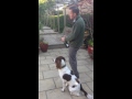 English Springer Spaniel Gun dog Training to the Champagne Cork - Stage 1 English Springer Spaniel Gun dog Training to the Champagne Cork - Stage 1