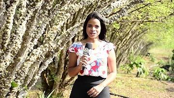 Quando é a época de jabuticaba?