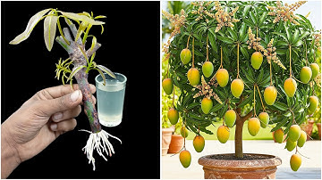 Growing mango plant from stem | Step by step guide line in this video