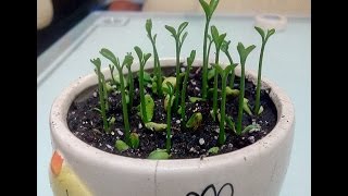 柳丁種子種植記錄Seed cultivation record 01