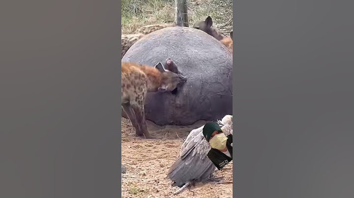 hyena feeding on hippopotamus #hyena #hippopotamus #feeding #wildlife #fyp #trending #greenscreen