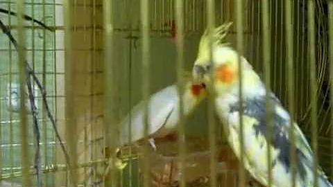 попугай за банкой. попугай стучит. попугай стучит. попугай стучит. попугай стучит.