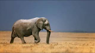 Inspirational Story - Elephant and the Rope