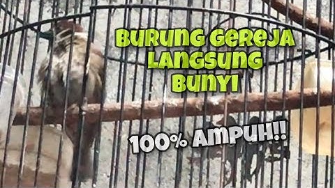 100% Ampuh!! Pancingan Burung Gereja Untuk Memanggil Lawan Agar Ikut Bunyi | Kicau Tembak
