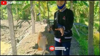 Story Wa Mancing Mania