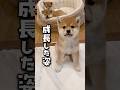 豆柴ルーカスの成長した姿がコチラ #豆柴 #柴犬 #子犬 #こいぬ