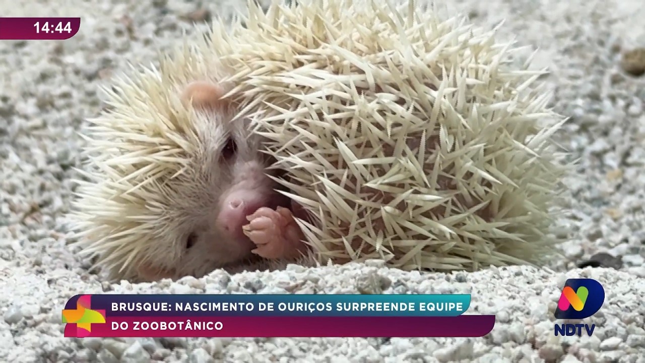 Brusque: nascimento de quatro ouriços surpreende equipe do Zoobotânico