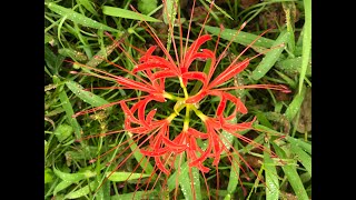 Higanbana  Red Spider Lily Rosarote Spinnenlilie